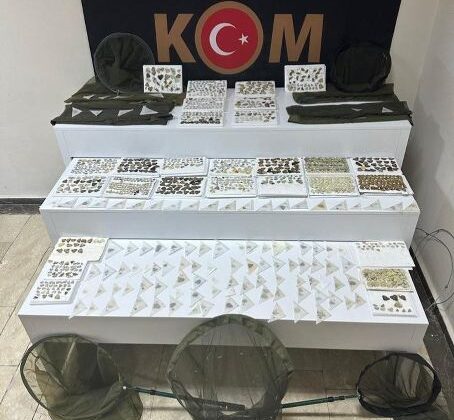 Elazığ’da endemik kelebek kaçakçılığına darbe