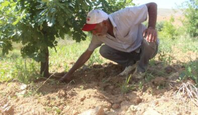 Elazığ’da ilk trüf mantarı hasadı yapıldı