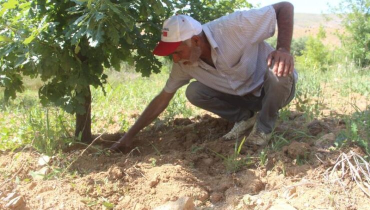 Elazığ’da ilk trüf mantarı hasadı yapıldı