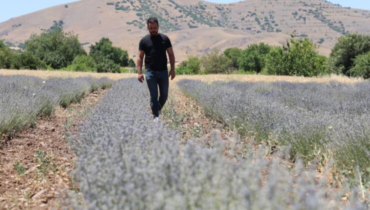 Elazığ’da internetten ilhamla lavanta üreticisi oldular