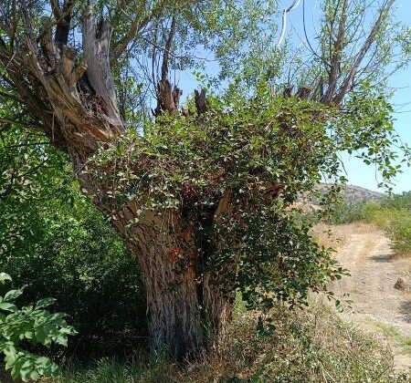 Elazığ’da söğüt ağacında vişne şaşkınlığı