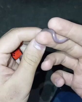 Elazığ’da yavru yılanla tehlikeli oyun