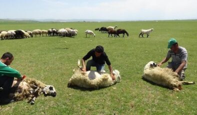 Erzincan yaylalarında koyun kırkımı başladı