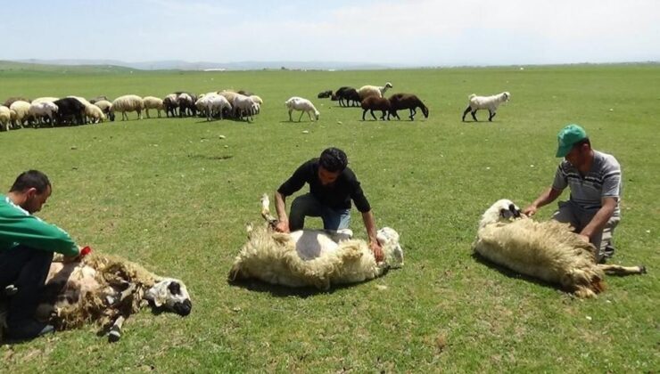 Erzincan yaylalarında koyun kırkımı başladı