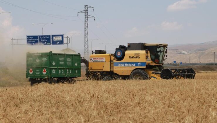 Erzincan’da hububat hasadı başladı