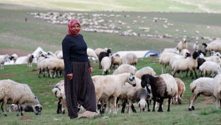 Erzurum’daki göçerler yüksek rakımlı yaylada hayat buluyor