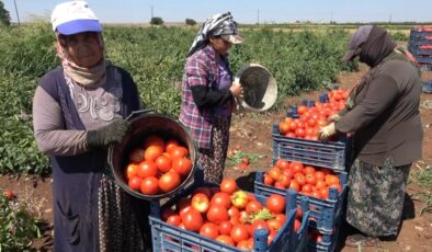 Gaziantep’te Kadınların Domates Mesaisi