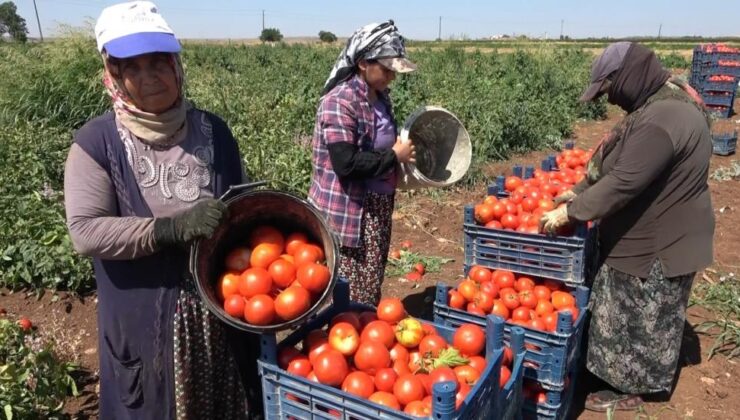 Gaziantep’te Kadınların Domates Mesaisi