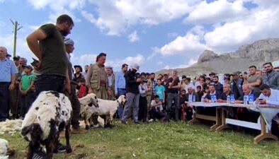 Şırnak’ta kuzu kırpma festivali coşkusu sürüyor