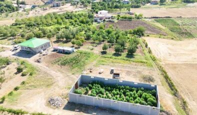 Hani ve Kulp’ta 177 bin 20 kök kenevir ve 65 kilogram esrar ele geçirildi