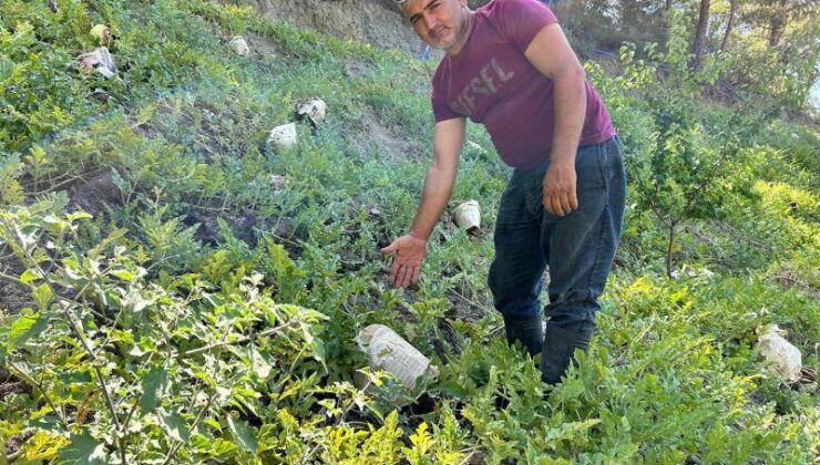 Hatay’da karpuzlar gazeteyle korunuyor