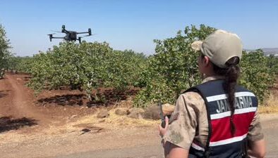 Jandarma fıstık hırsızlığına karşı havadan ve karadan denetim yapıyor