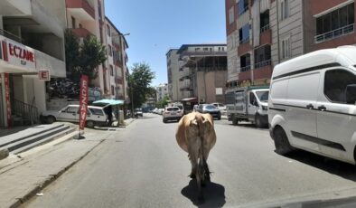 Kulp’ta başıboş inekler trafiğe ve bahçelere zarar veriyor
