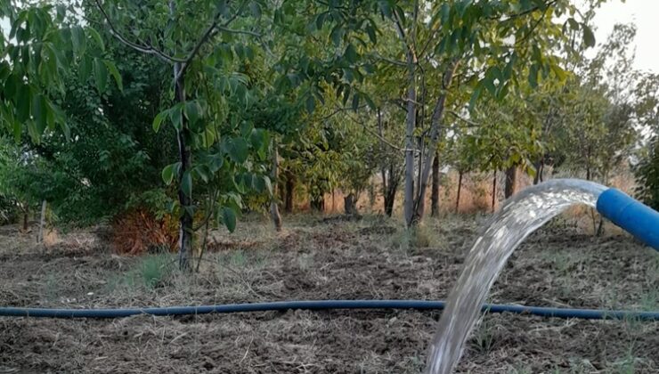 Kulp İlçesinde Meyve Ağaçları Sıcak Hava Tehlikesiyle Karşı Karşıya