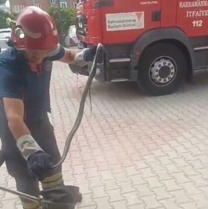 Kahramanmaraş’ta apartmanda yılan paniği yaşandı