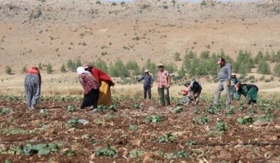 Kahramanmaraş’ta hasadın tamamlandığı tarım arazileri ikinci ürünle buluşturuluyor