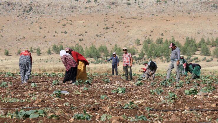 Kahramanmaraş’ta hasadın tamamlandığı tarım arazileri ikinci ürünle buluşturuluyor