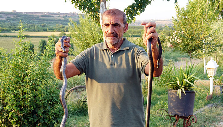 Baba-oğulun yılan merakı