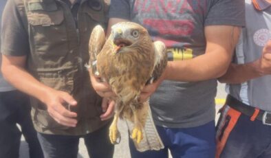 Kars’ta Kızıl Şahin tedavi altına alındı