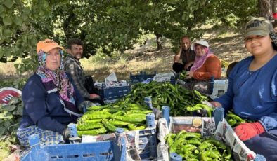 Kavurucu sıcaklar altında Samandağ biberi hasadı