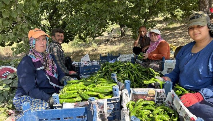 Kavurucu sıcaklar altında Samandağ biberi hasadı