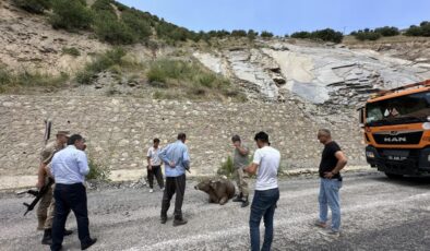 Kayalıktan düşen inek ağır yaralandı