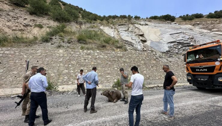 Kayalıktan düşen inek ağır yaralandı