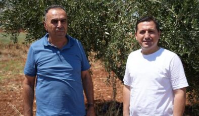 Kilis’te zeytin ve zeytinyağı rekoltesi üreticiyi sevindirdi