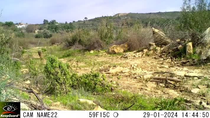 Manavgat yangını sonrası yaban hayatı toparlanıyor