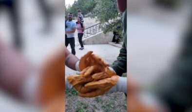 Nesli tehlike altında olan ağaç yediuyuru görüldü