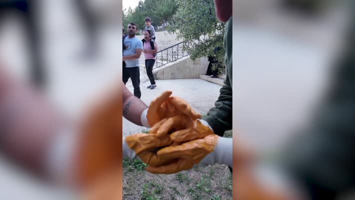 Nesli tehlike altında olan ağaç yediuyuru görüldü