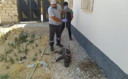 Pitbull bahçeye girince panik yaşandı