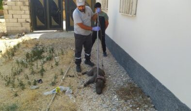 Pitbull bahçeye girince panik yaşandı