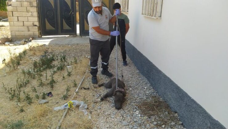 Pitbull bahçeye girince panik yaşandı