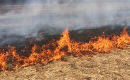 Şanlıurfa’da anız yakan 206 kişiye ceza