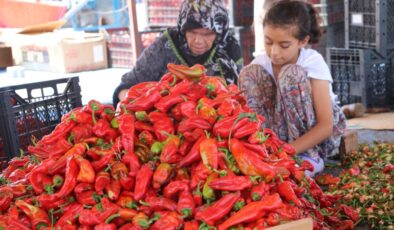 Şanlıurfa’da isotun acı serüveni başladı