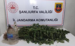 Şanlıurfa’da kenevir bitkisi eken 3 kişi yakalandı