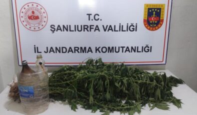 Şanlıurfa’da kenevir bitkisi eken 3 kişi yakalandı
