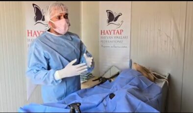 Silvan Belediyesinden başıboş köpekler için açıklama