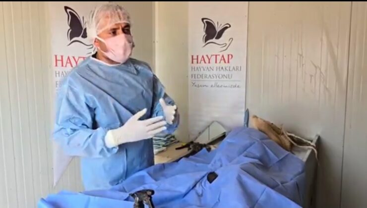 Silvan Belediyesinden başıboş köpekler için açıklama