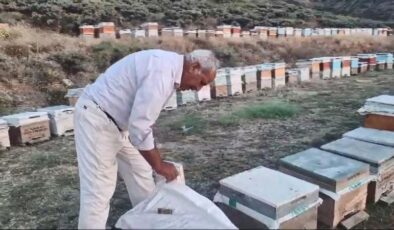 Sincik’te organik bal hasadı başladı