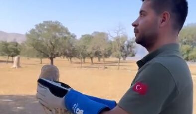 Şırnak’ta yaralı peçeli baykuş doğaya salındı