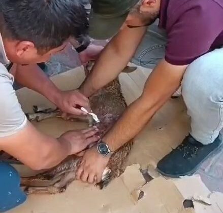 Sokak köpeklerinin saldırısına uğrayan dağ keçisi, tedavi altına alındı