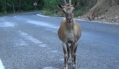 Tunceli’de yaban keçileri tuz için karayolunda