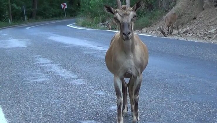 Tunceli’de yaban keçileri tuz için karayolunda