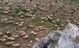Tunceli’de yıldırım sürüye isabet etti