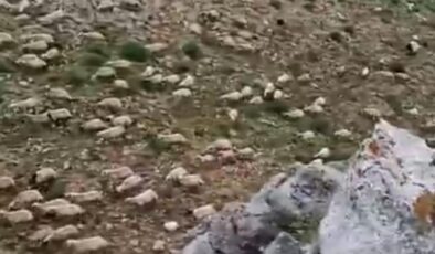 Tunceli’de yıldırım sürüye isabet etti