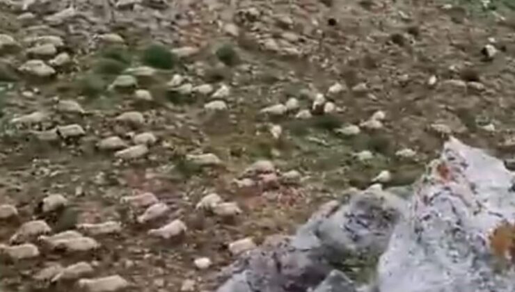 Tunceli’de yıldırım sürüye isabet etti