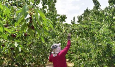 Türkiye’nin en geç kiraz hasadı Ahlat’ta yapılıyor