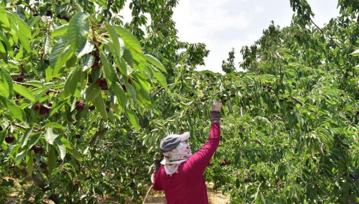 Türkiye’nin en geç kiraz hasadı Ahlat’ta yapılıyor